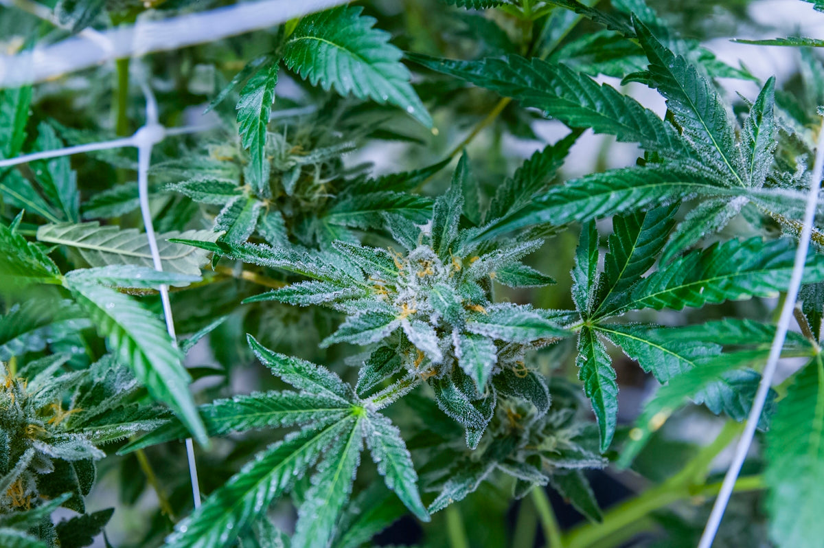 a close up of a plant with green leaves