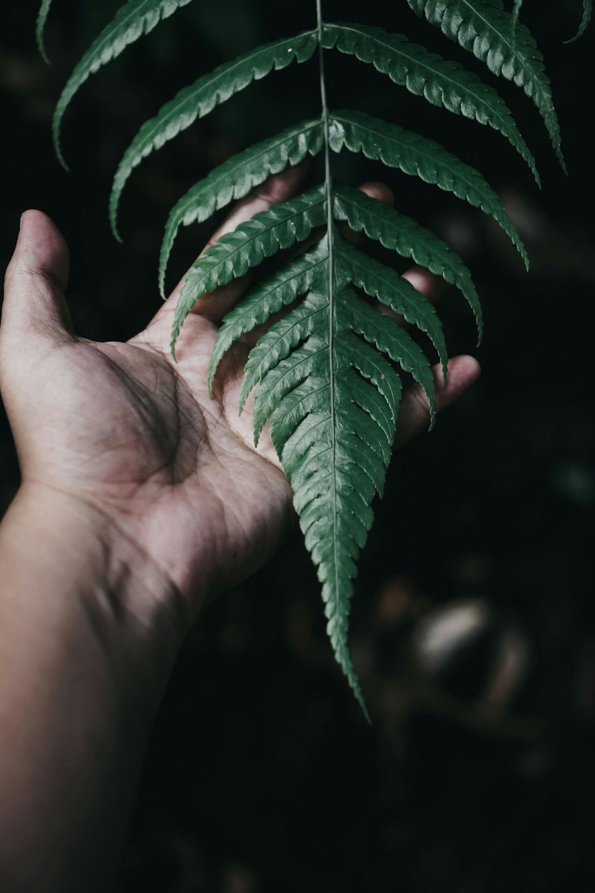 a person holding a green leaf in their hand