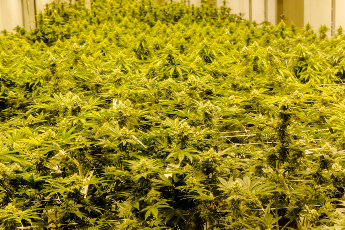 a large group of green plants in a room