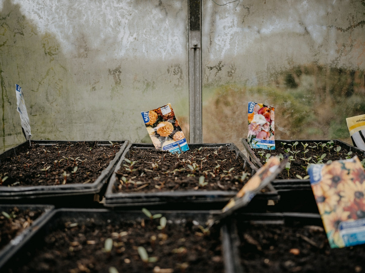 a group of seed packets sitting on top of a pile of dirt