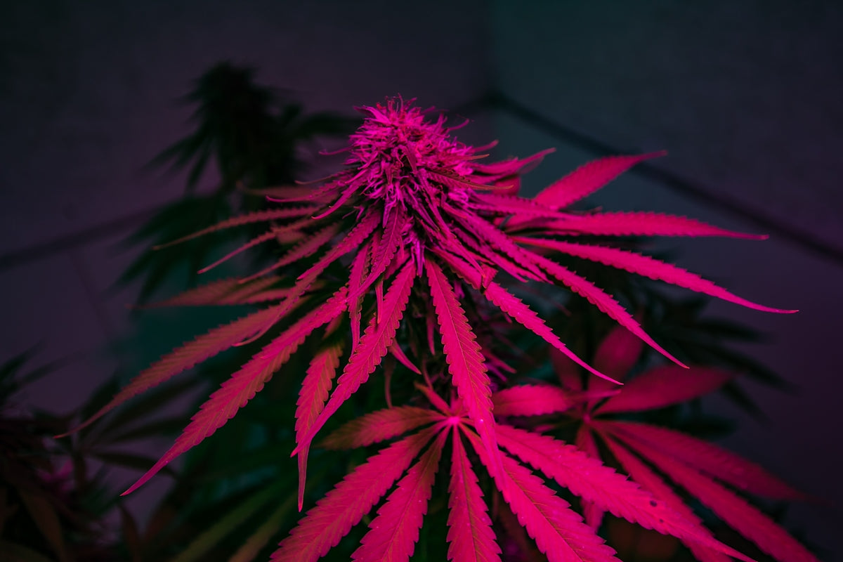 a close up of a plant with a purple background