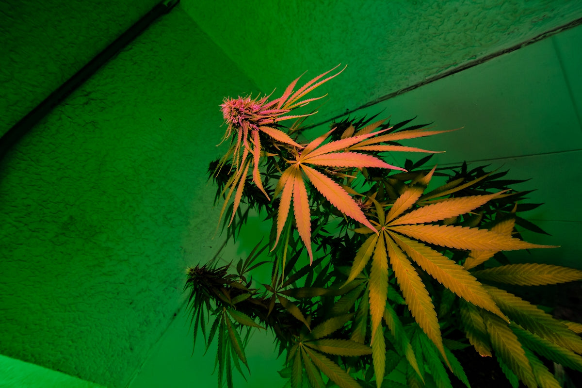 a potted plant with yellow leaves in front of a green wall