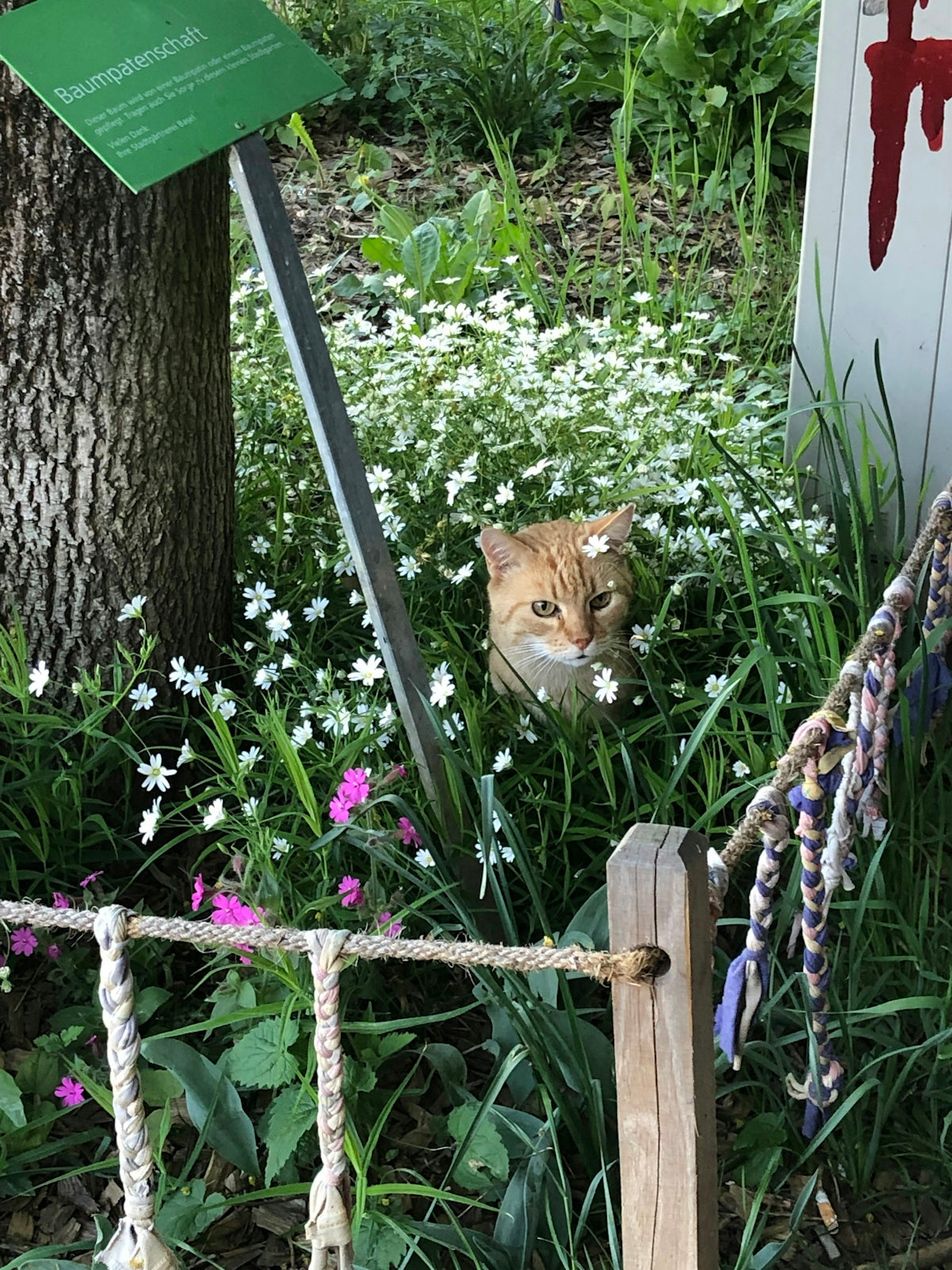 a cat sitting in the grass behind a fence