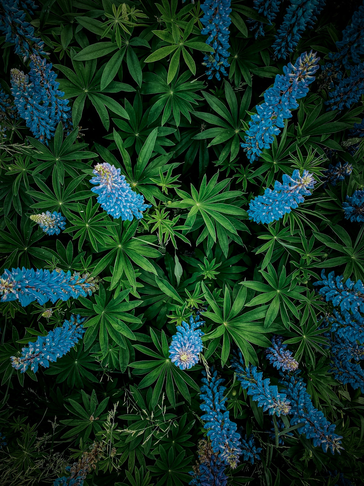 a group of blue flowers