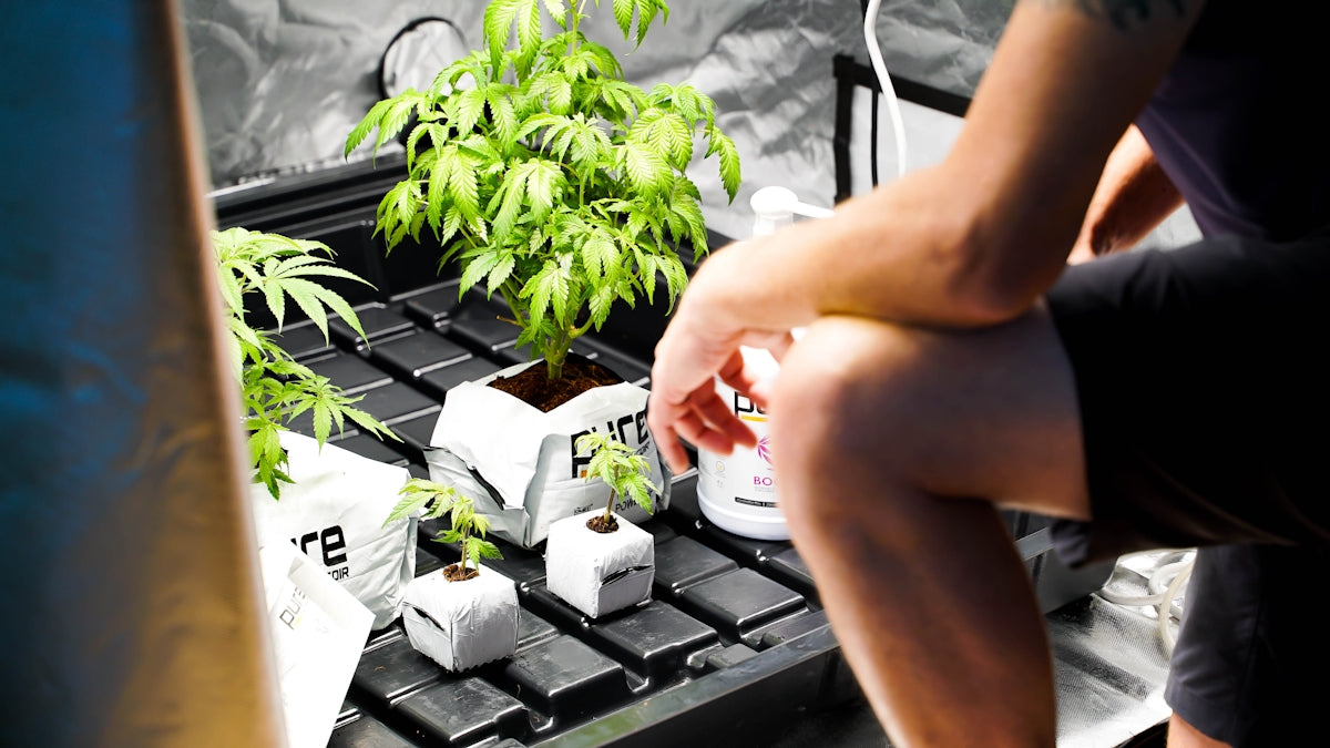 a person holding a small plant