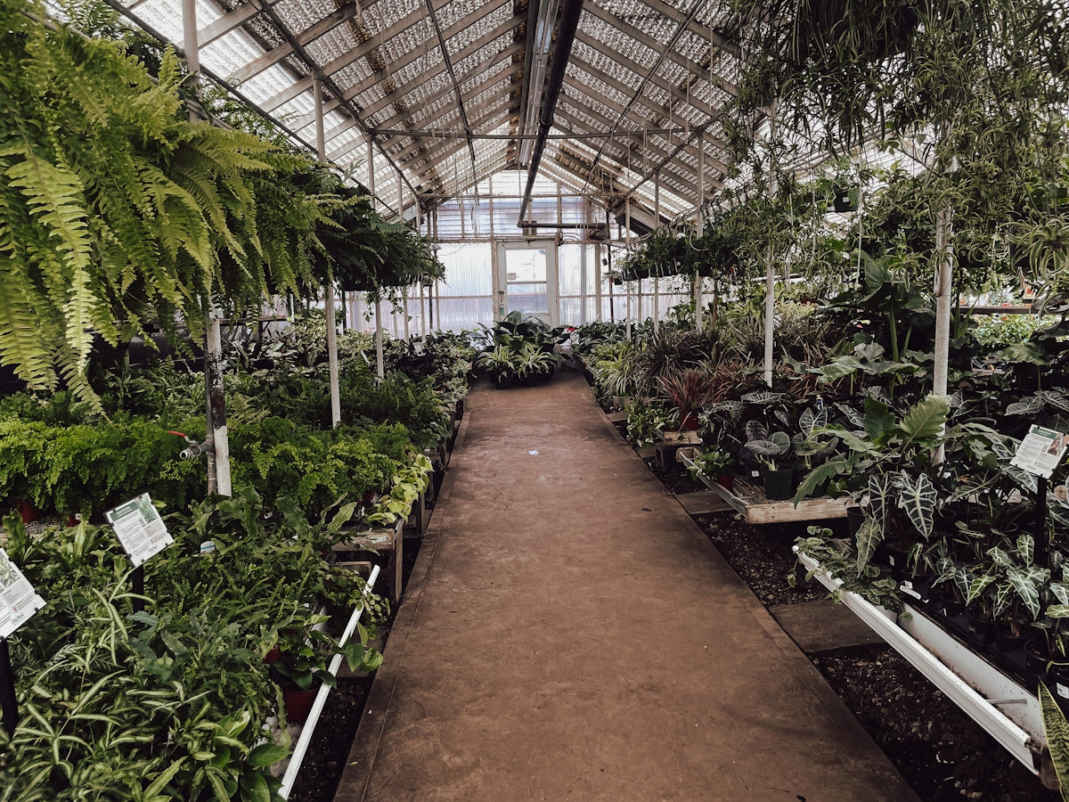 a greenhouse with plants and trees