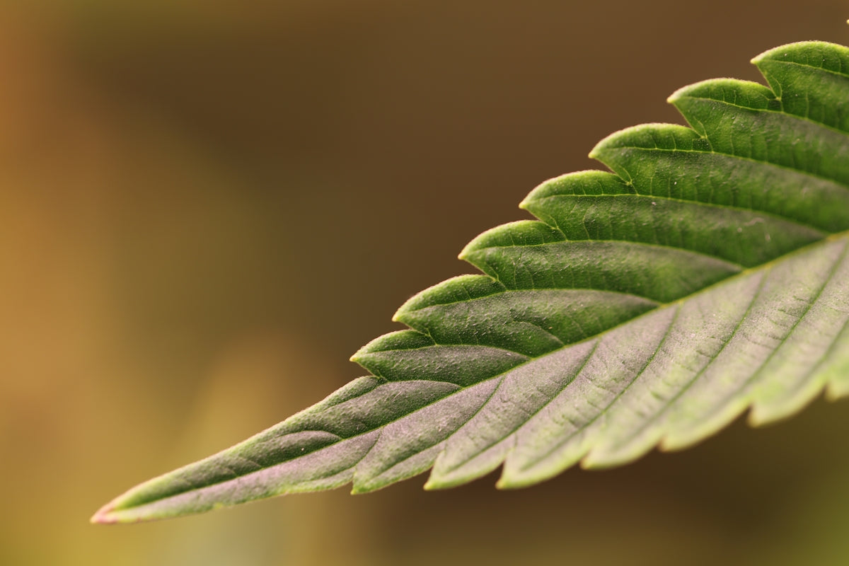 a close-up of some leaves