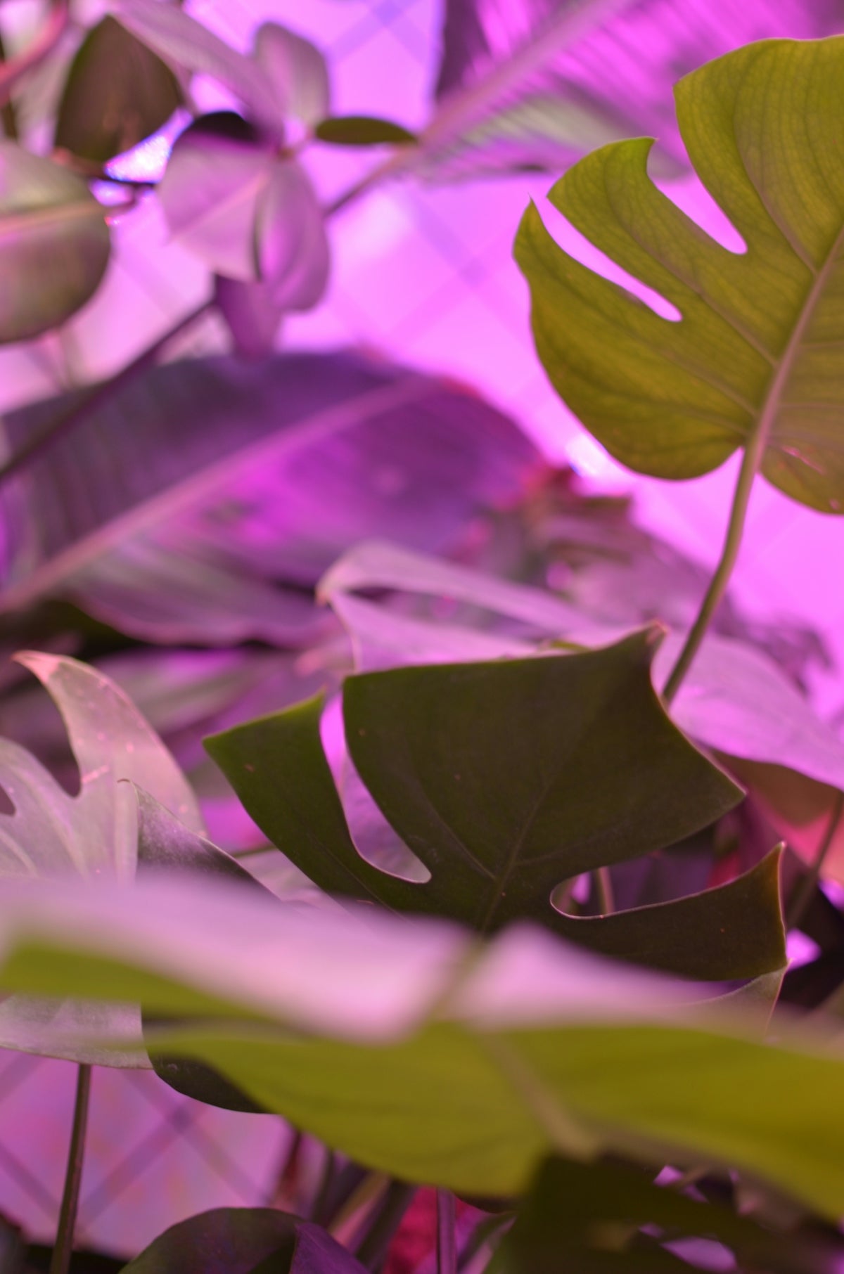 a close up of a flower