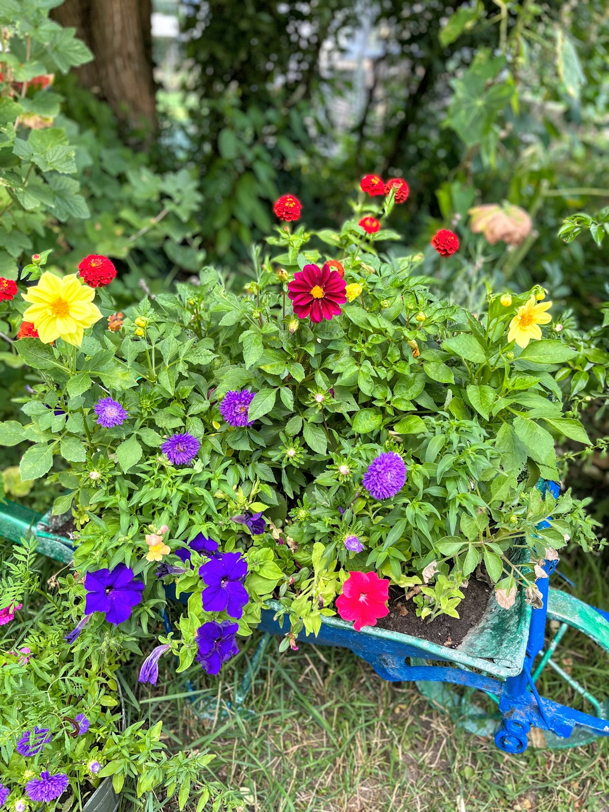 a garden with colorful flowers