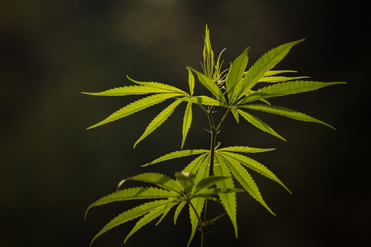 a close up of a plant