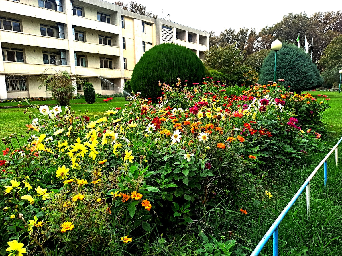a garden with flowers and bushes