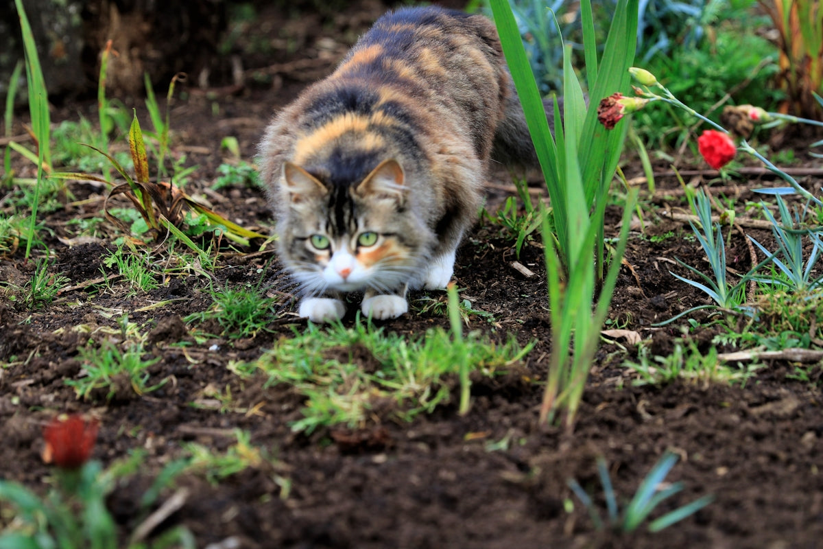 a cat walking in the dirt
