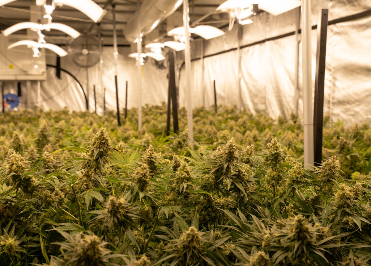 a room filled with lots of green plants