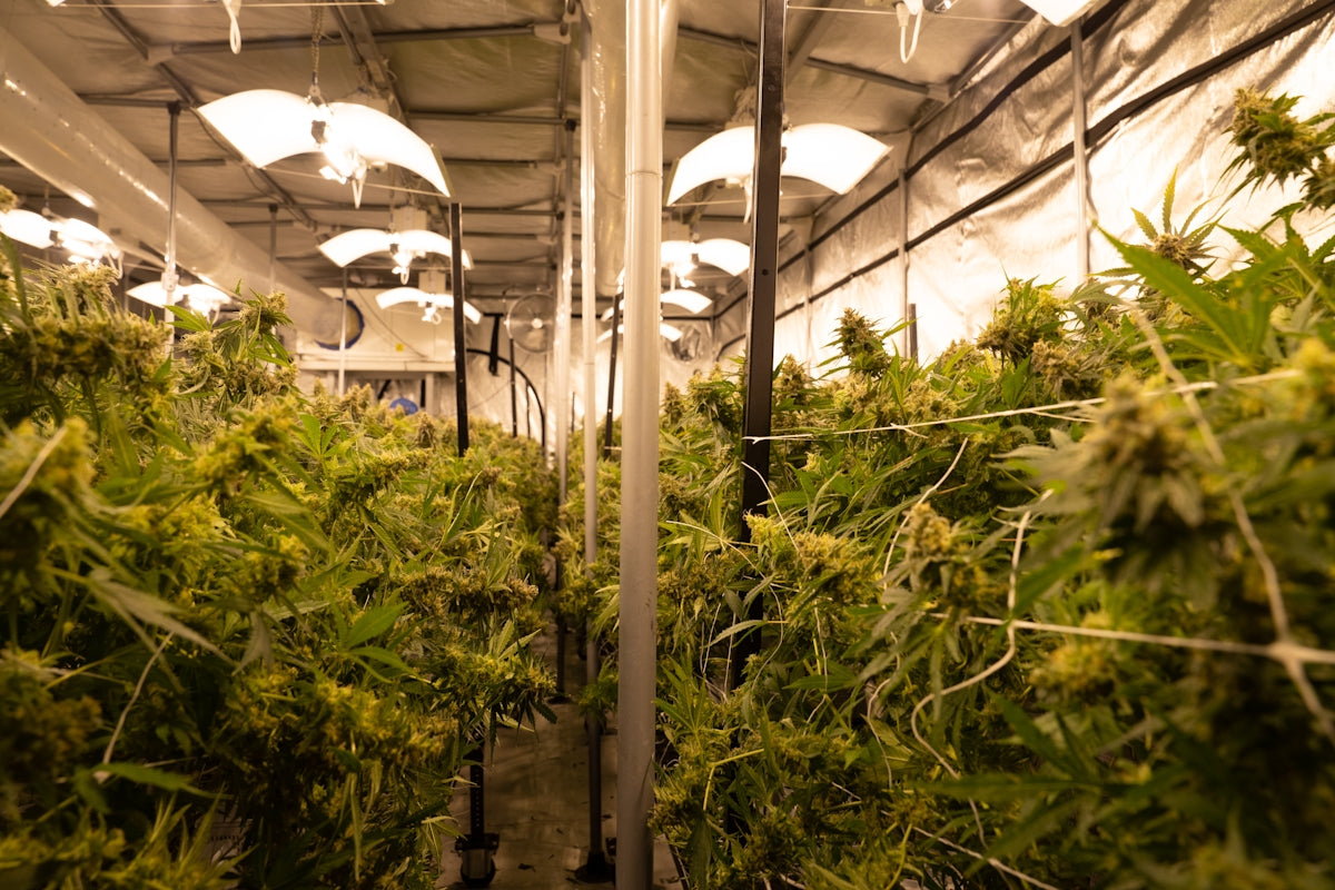 a large room filled with lots of green plants