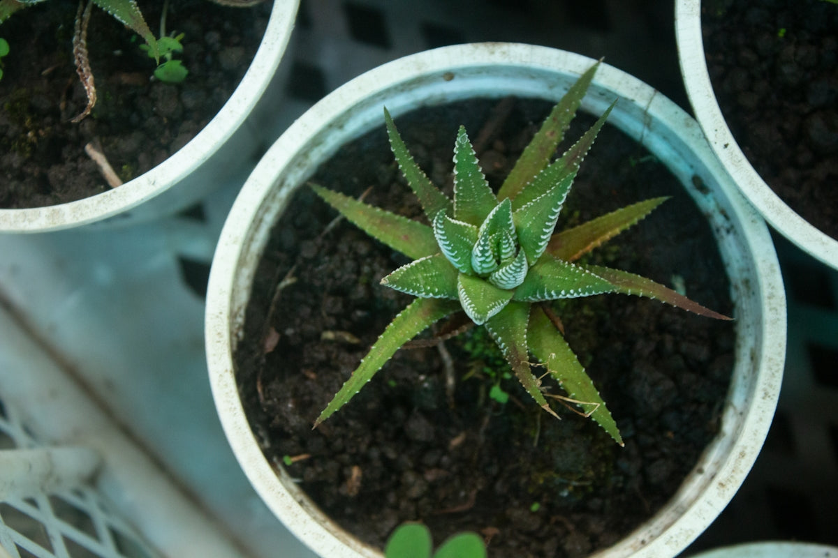 a close up of a plant in a pot