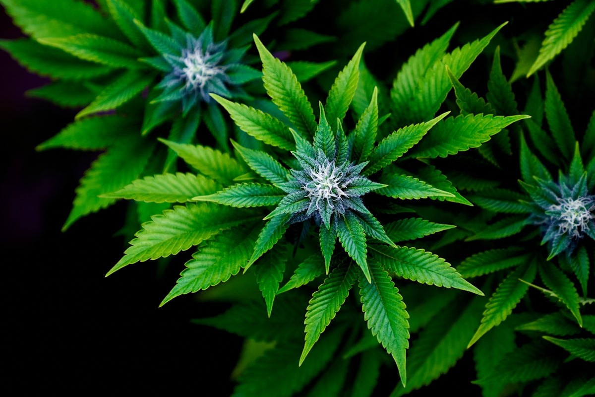 a close up of a bunch of green leaves