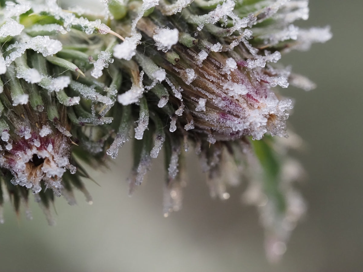 a close up of a plant with snow on it