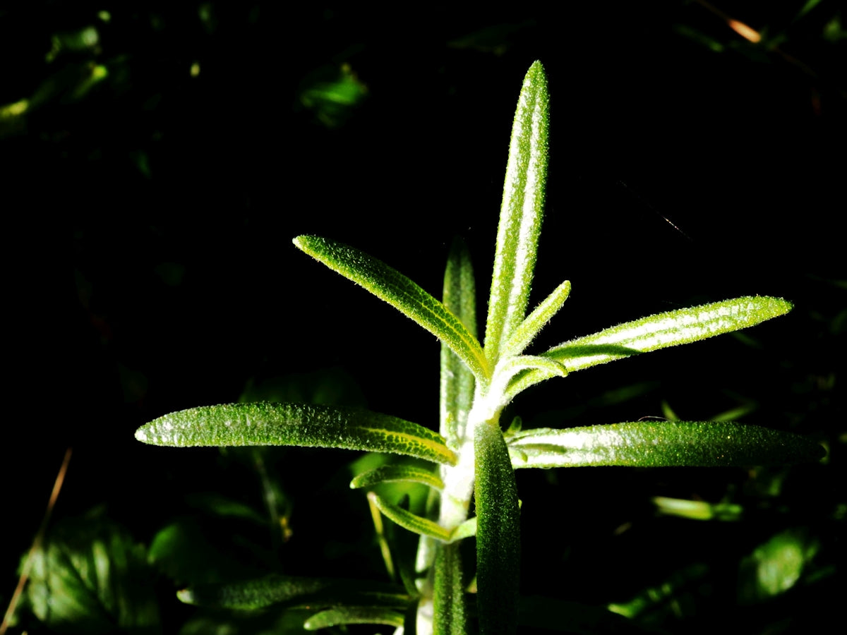 a close up of a green plant with leaves