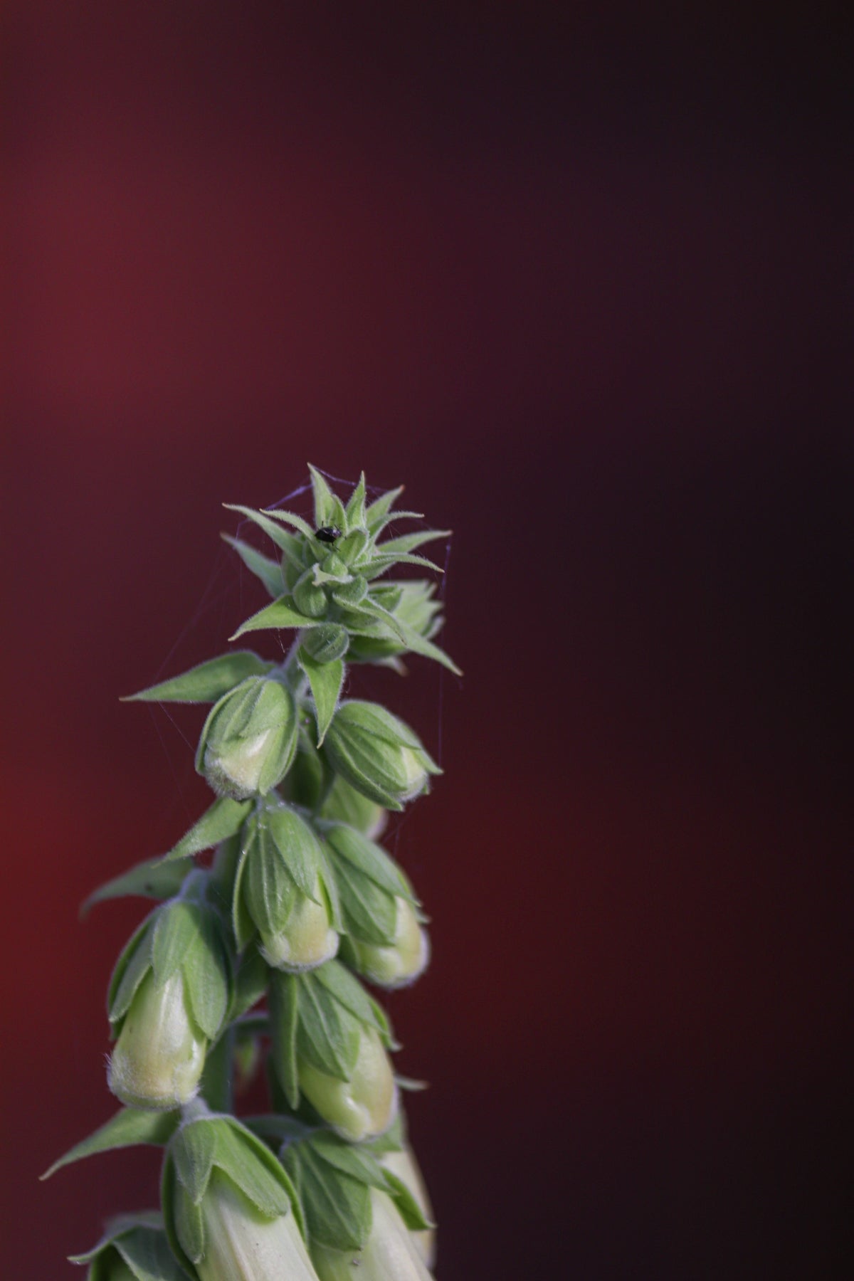 a close up of a bunch of flowers