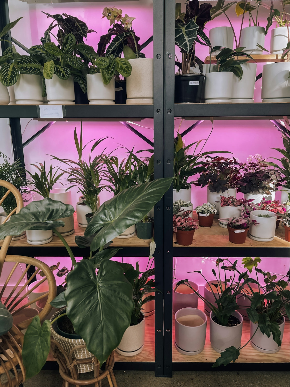a shelf filled with lots of potted plants