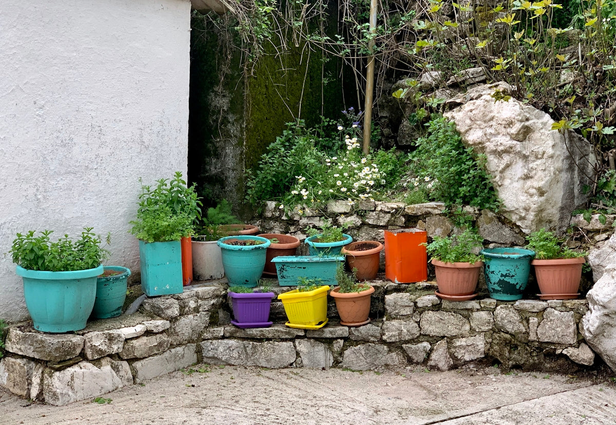 a bunch of potted plants sitting on a stone wall