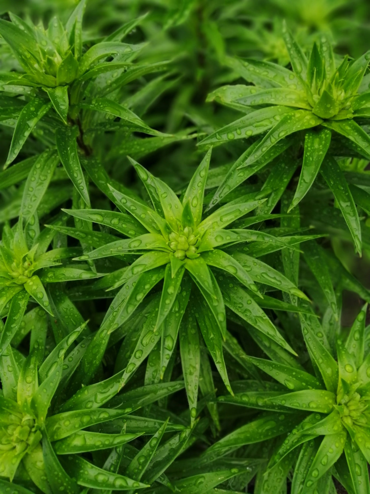 a close up of a plant with green leaves