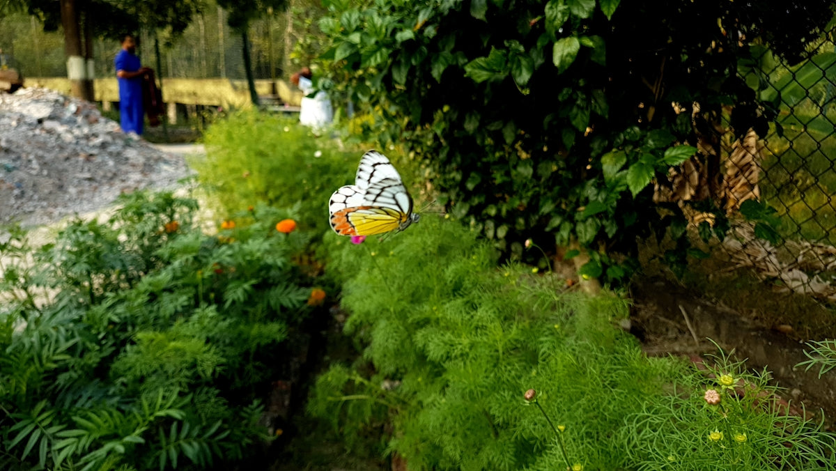 a butterfly flying over a lush green hillside