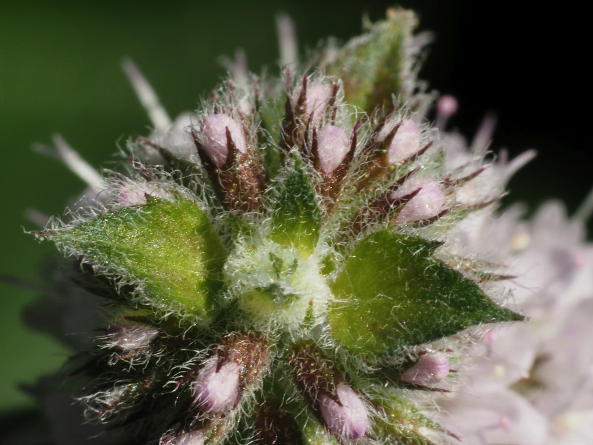 a close up of a flower with a blurry background