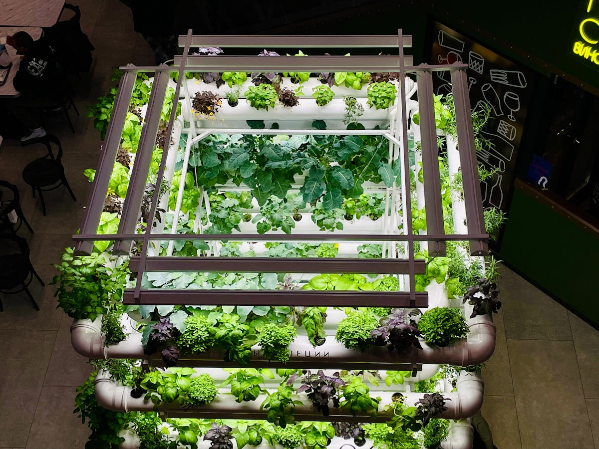 a vegetable garden is growing in a greenhouse