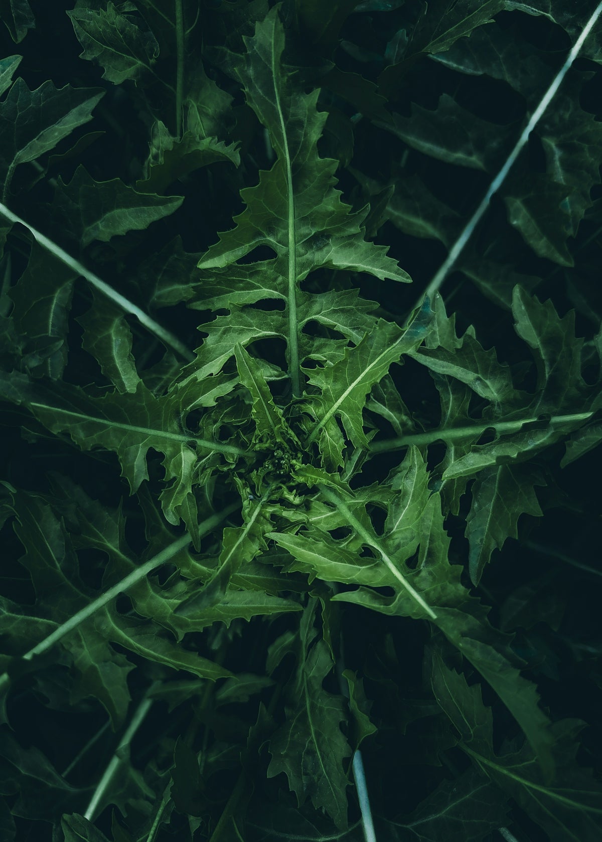 a close up of a green plant with leaves