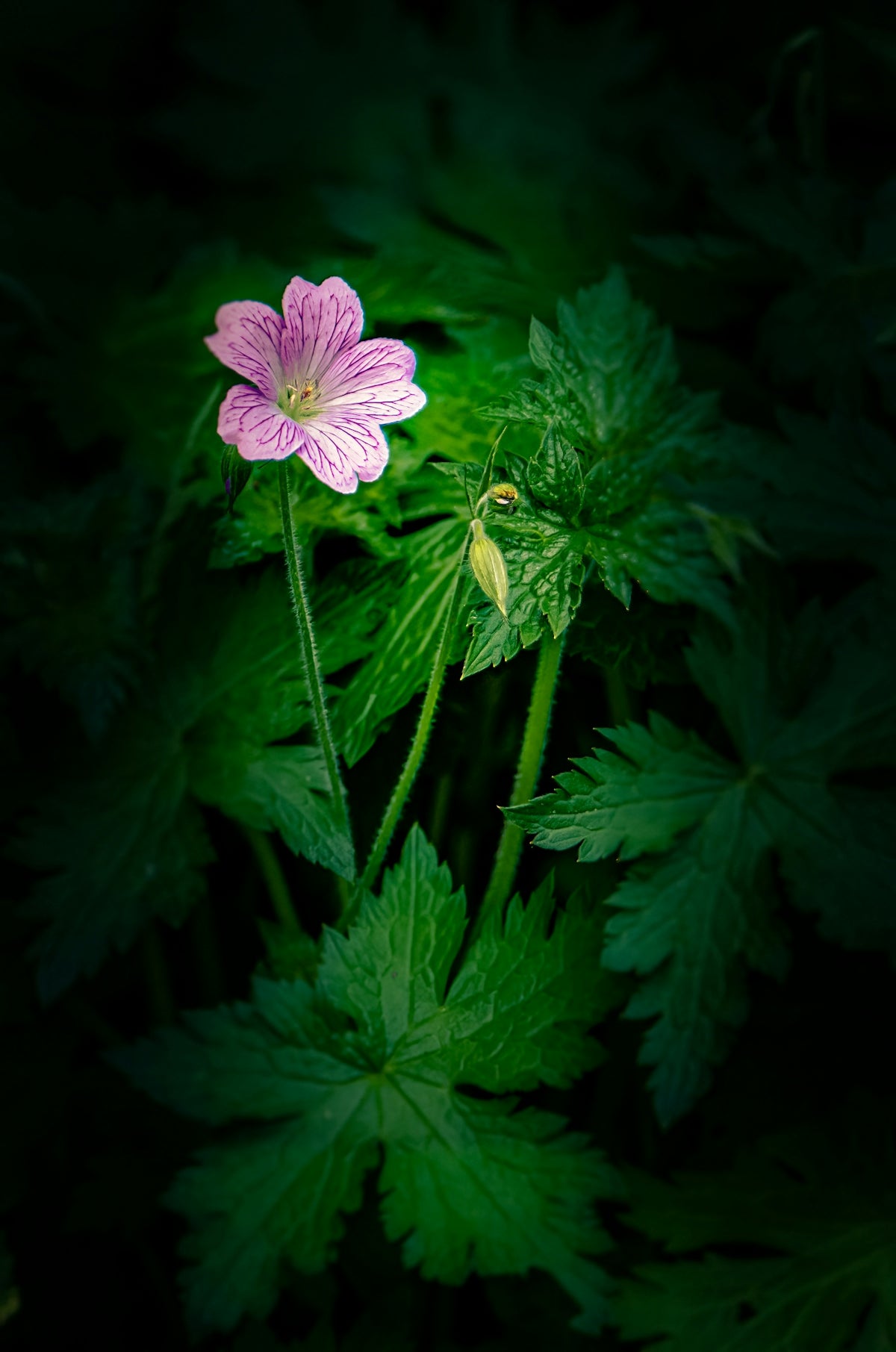 a pink flower sitting on top of green leaves