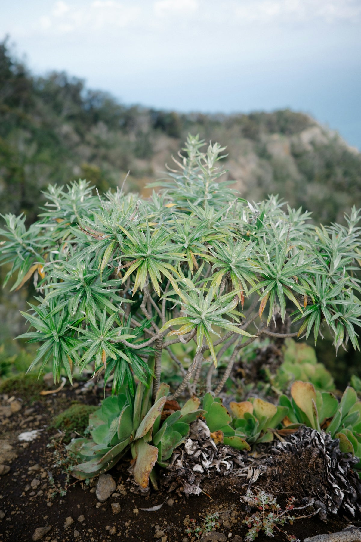a small green plant growing out of the ground