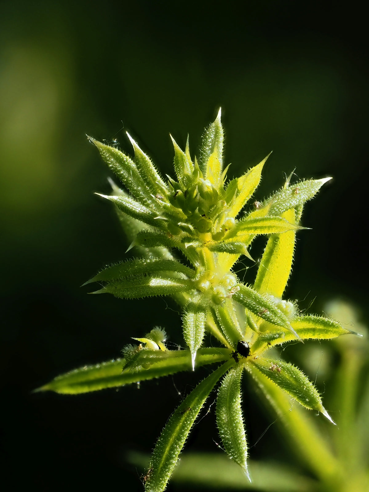 A close up of a plant with a blurry background