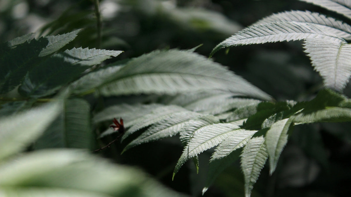 A close up of a leafy plant with a blurry background