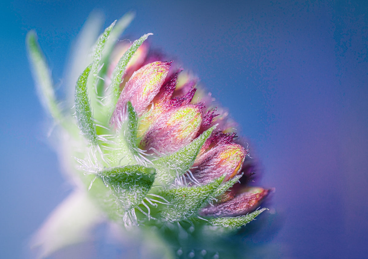 A close up of a flower with a blurry background