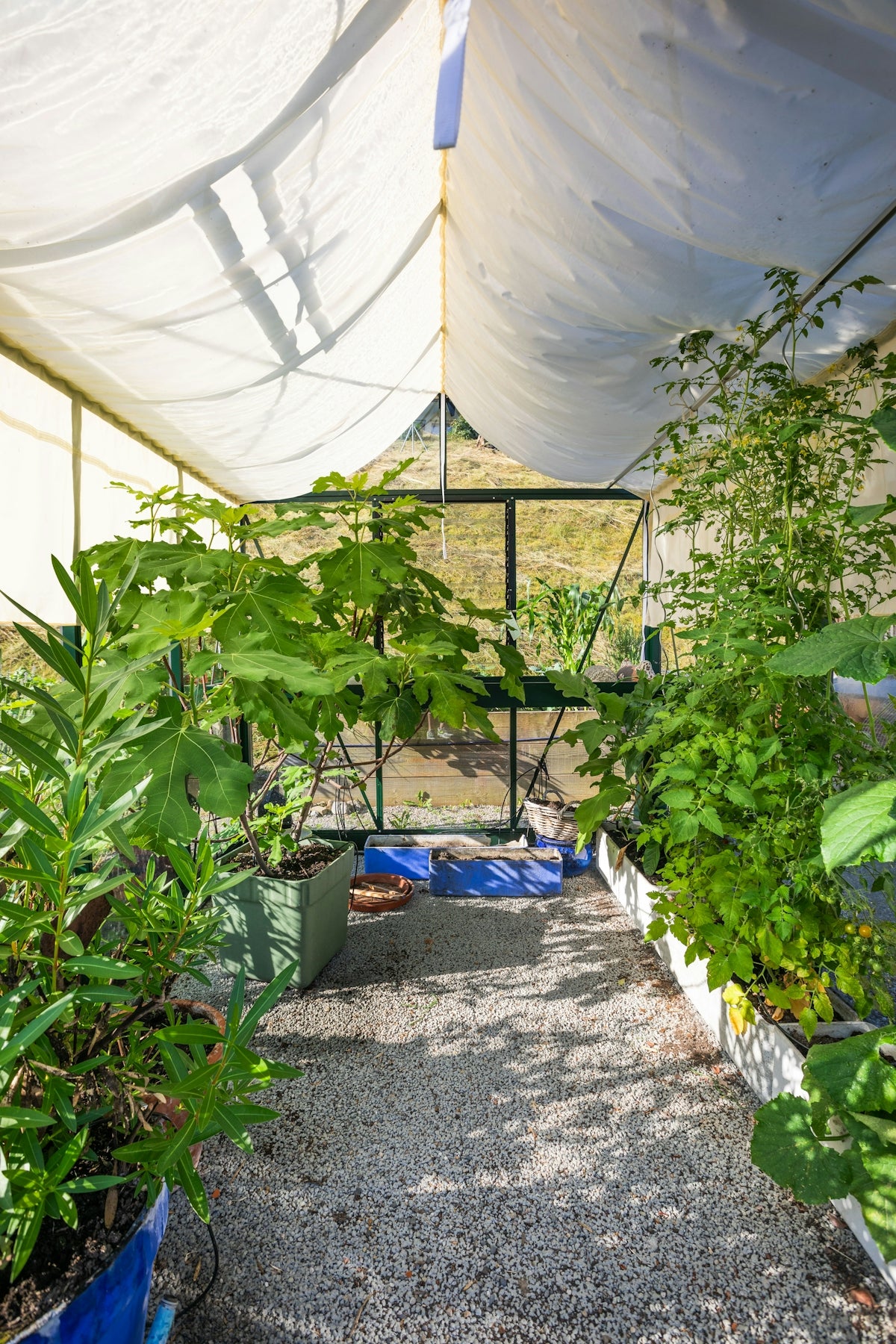 A group of plants that are inside of a tent