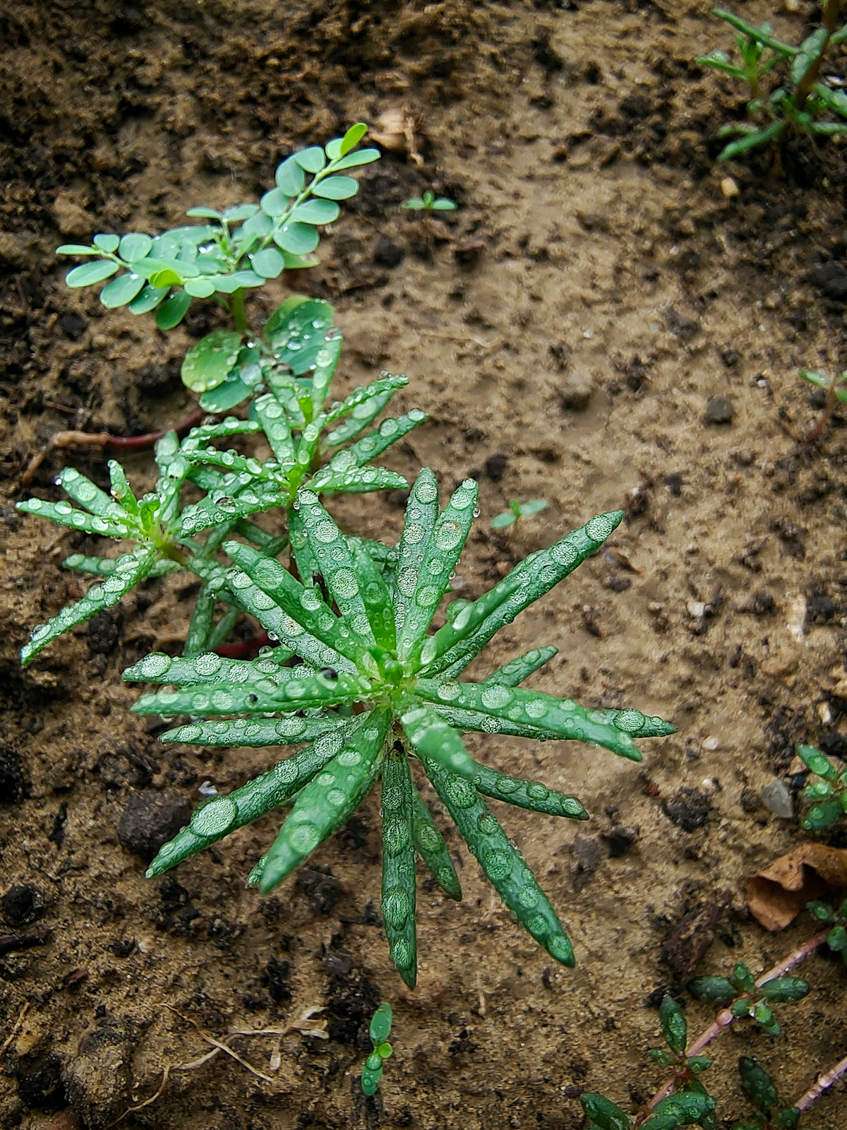 A green plant is growing in the dirt