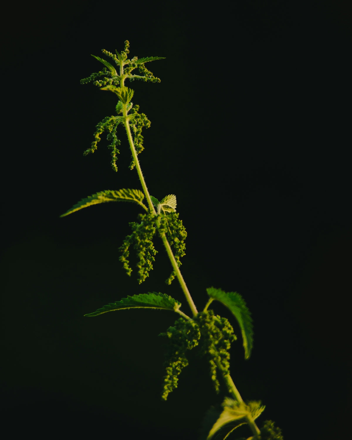 A close up of a plant on a black background