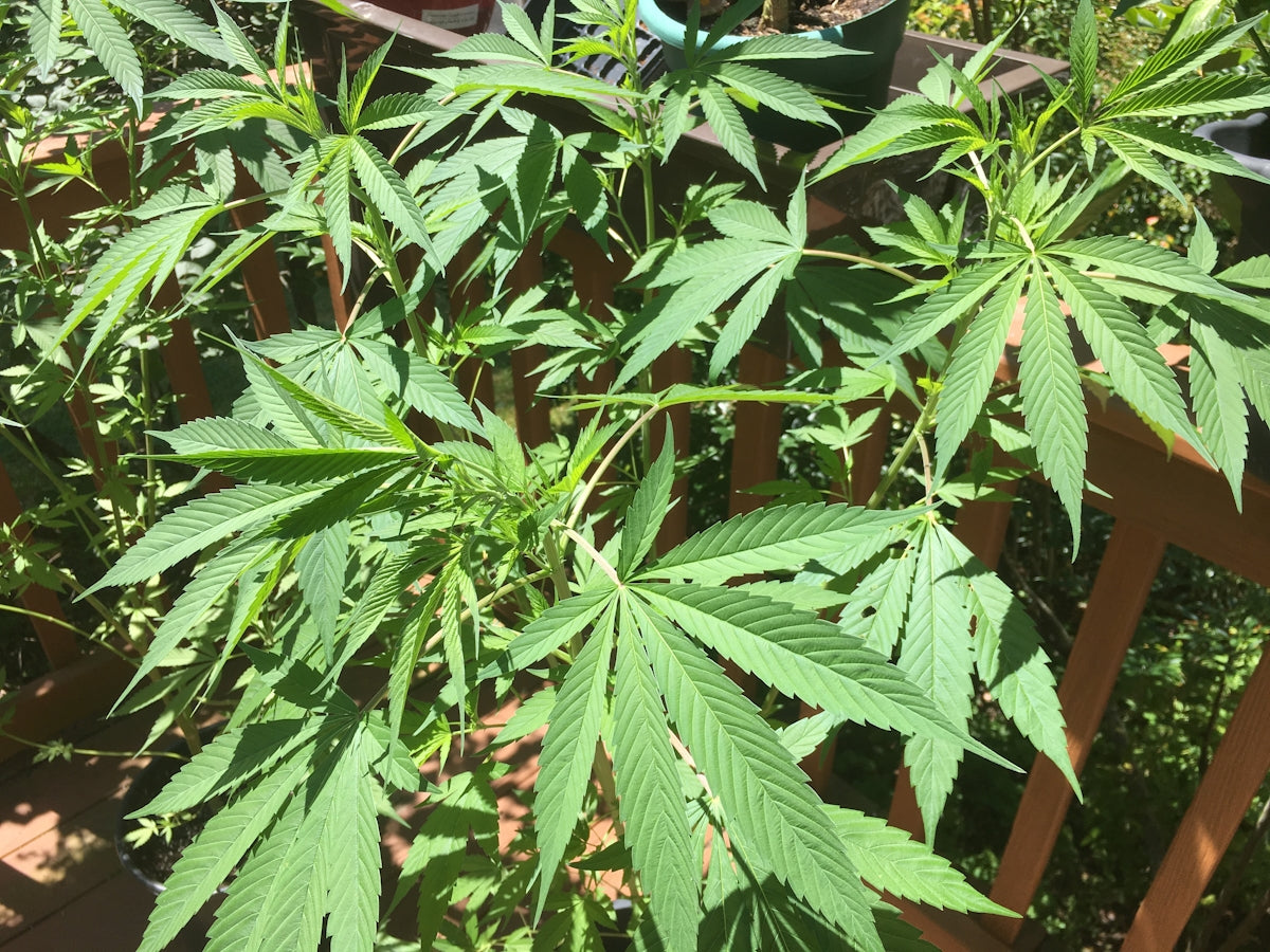 A bunch of plants that are in a pot