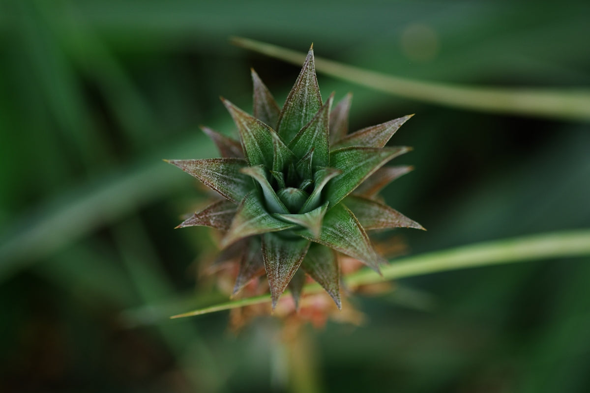 A close up of a plant with a blurry background