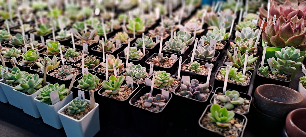 A bunch of plants that are on a table