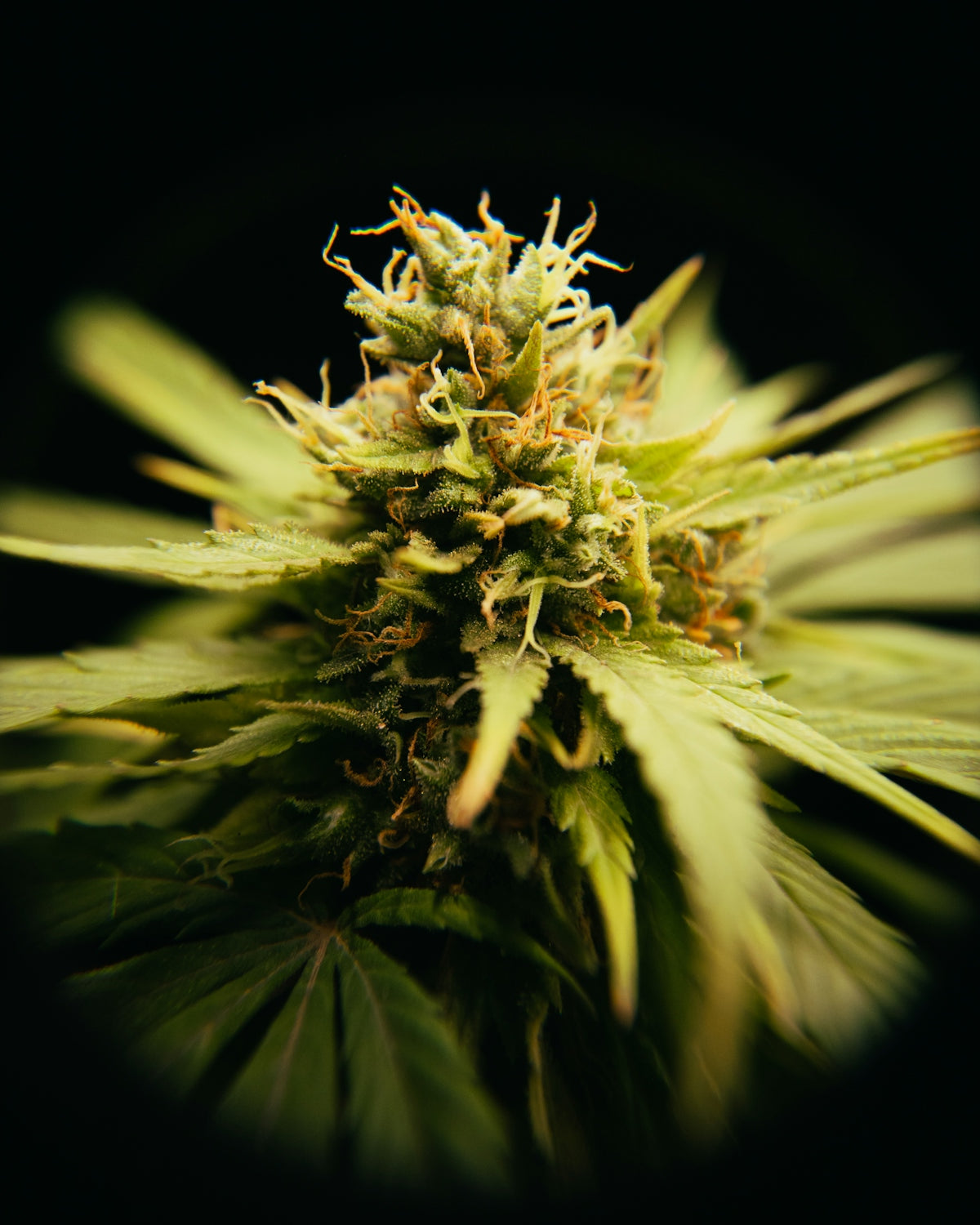 A close up of a flower on a black background