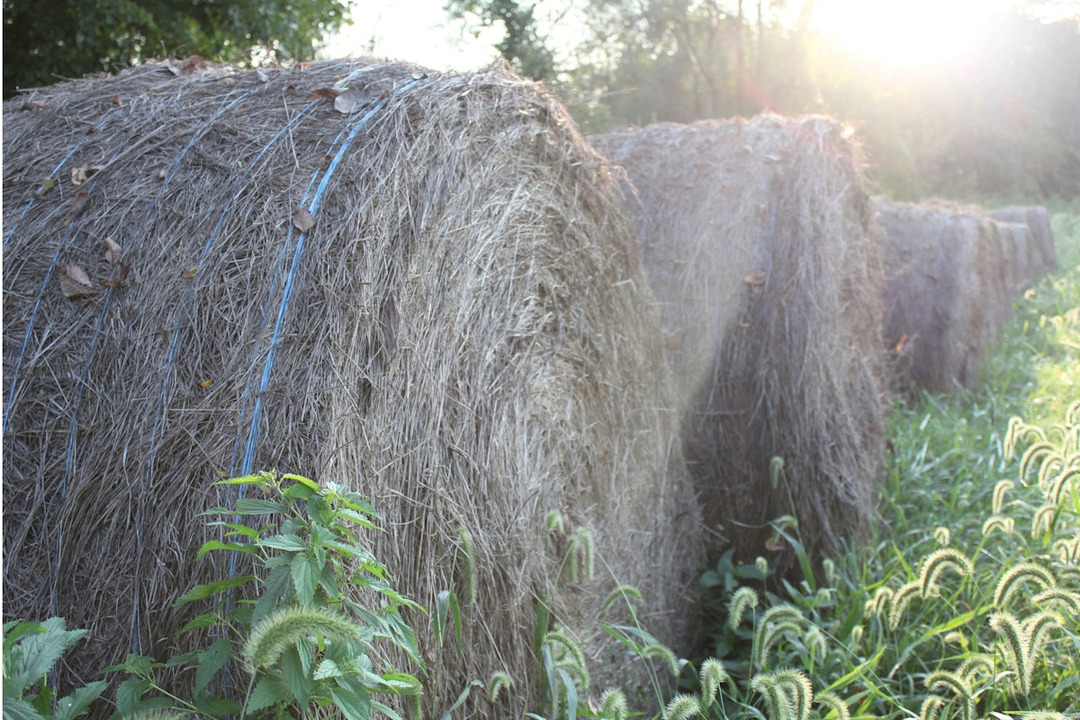 A row of hay bales in a field