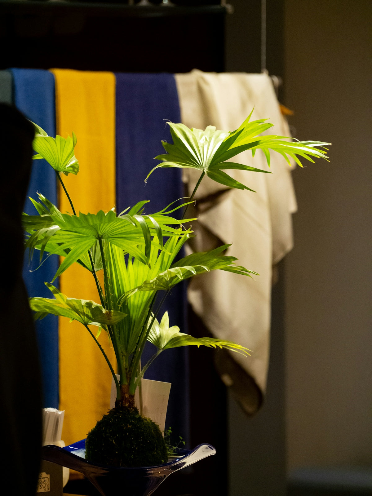 A potted plant sitting on top of a table