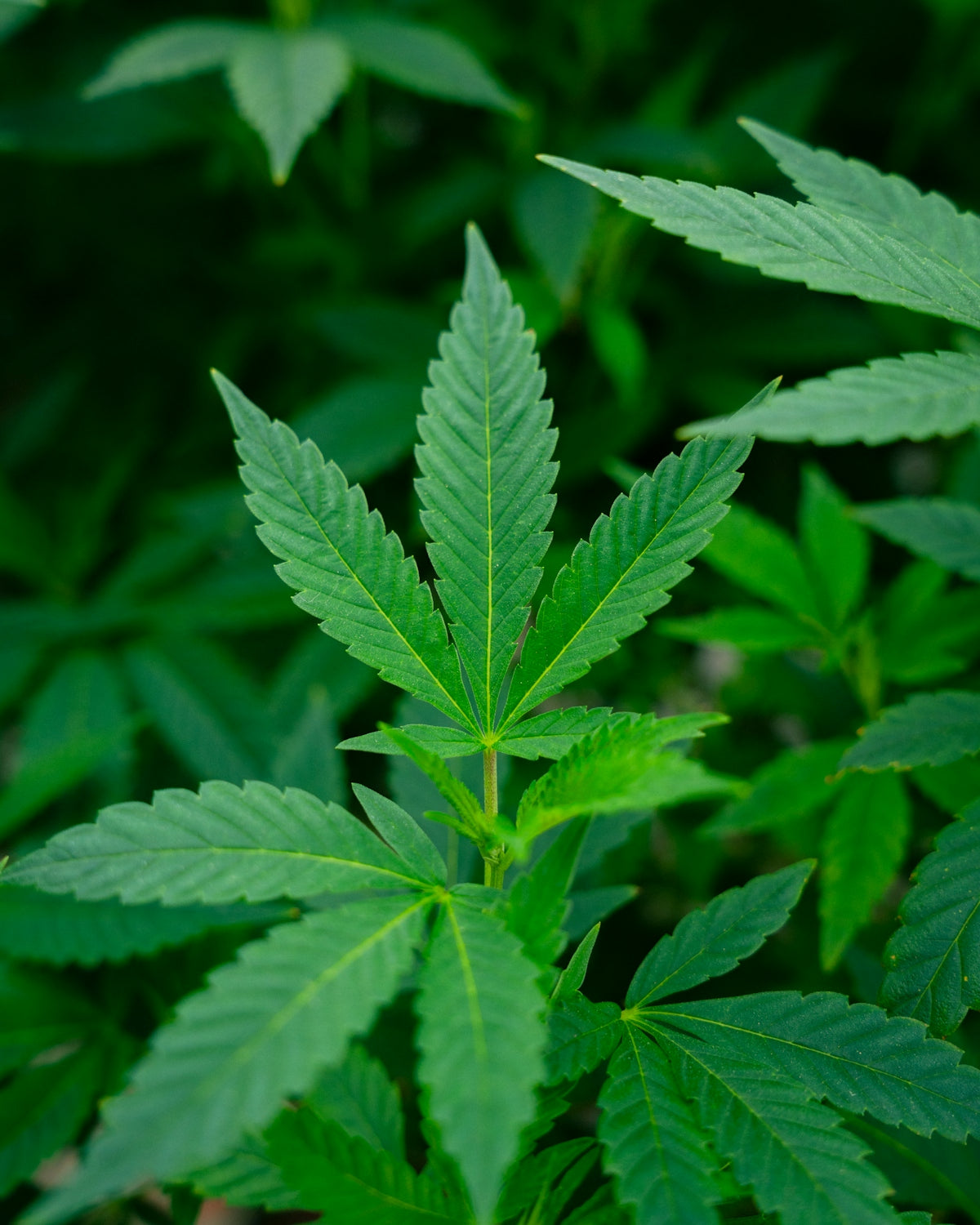 Close-up of a cannabis plant and its leaves.