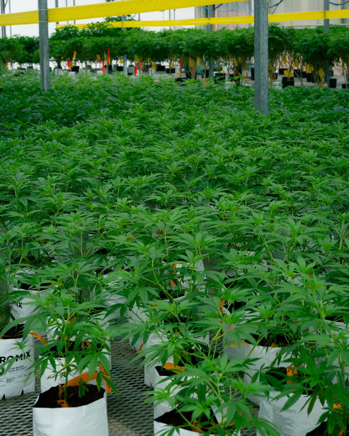 Cannabis plants growing in a commercial greenhouse setting.