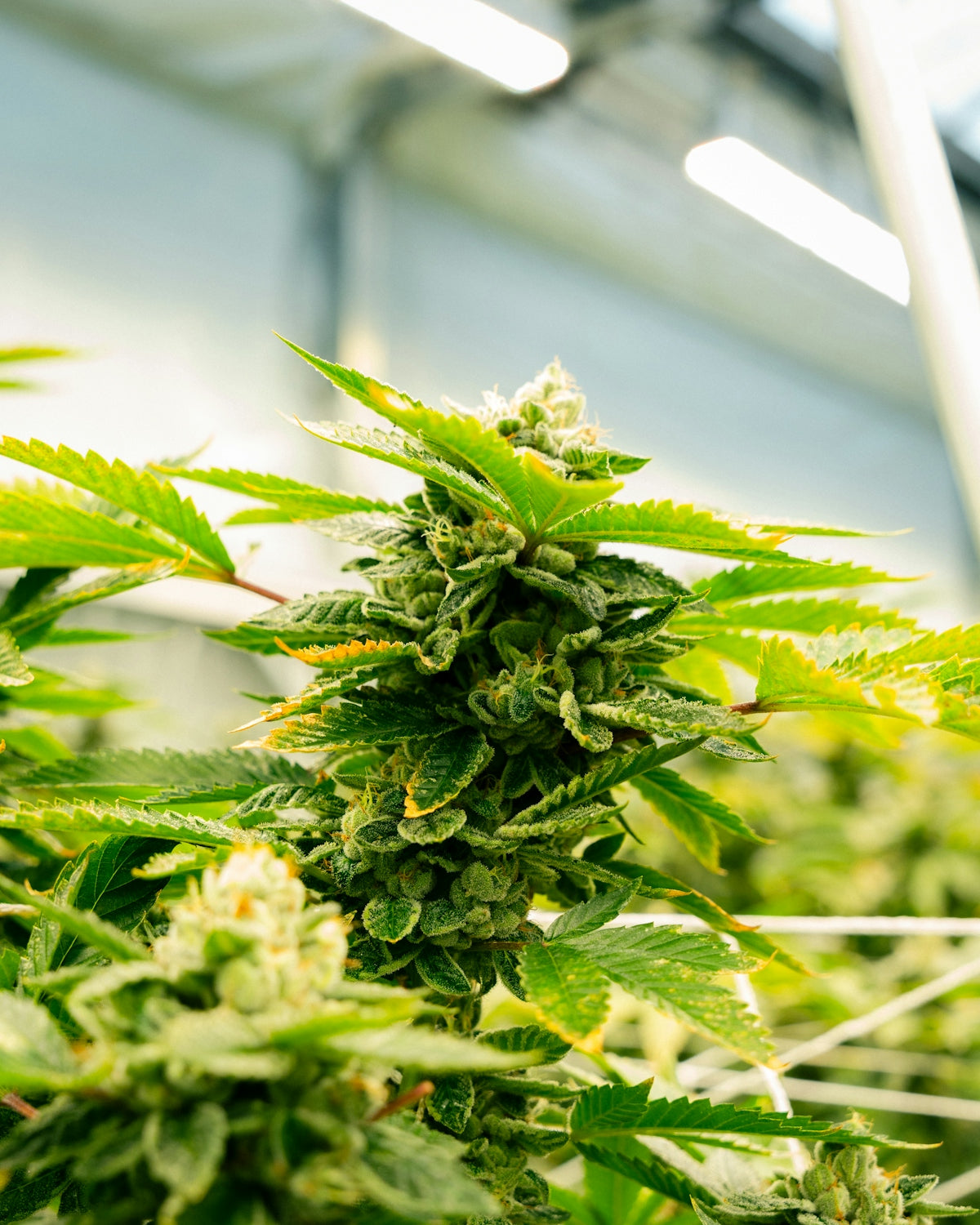 Cannabis plant growing under bright indoor lighting.
