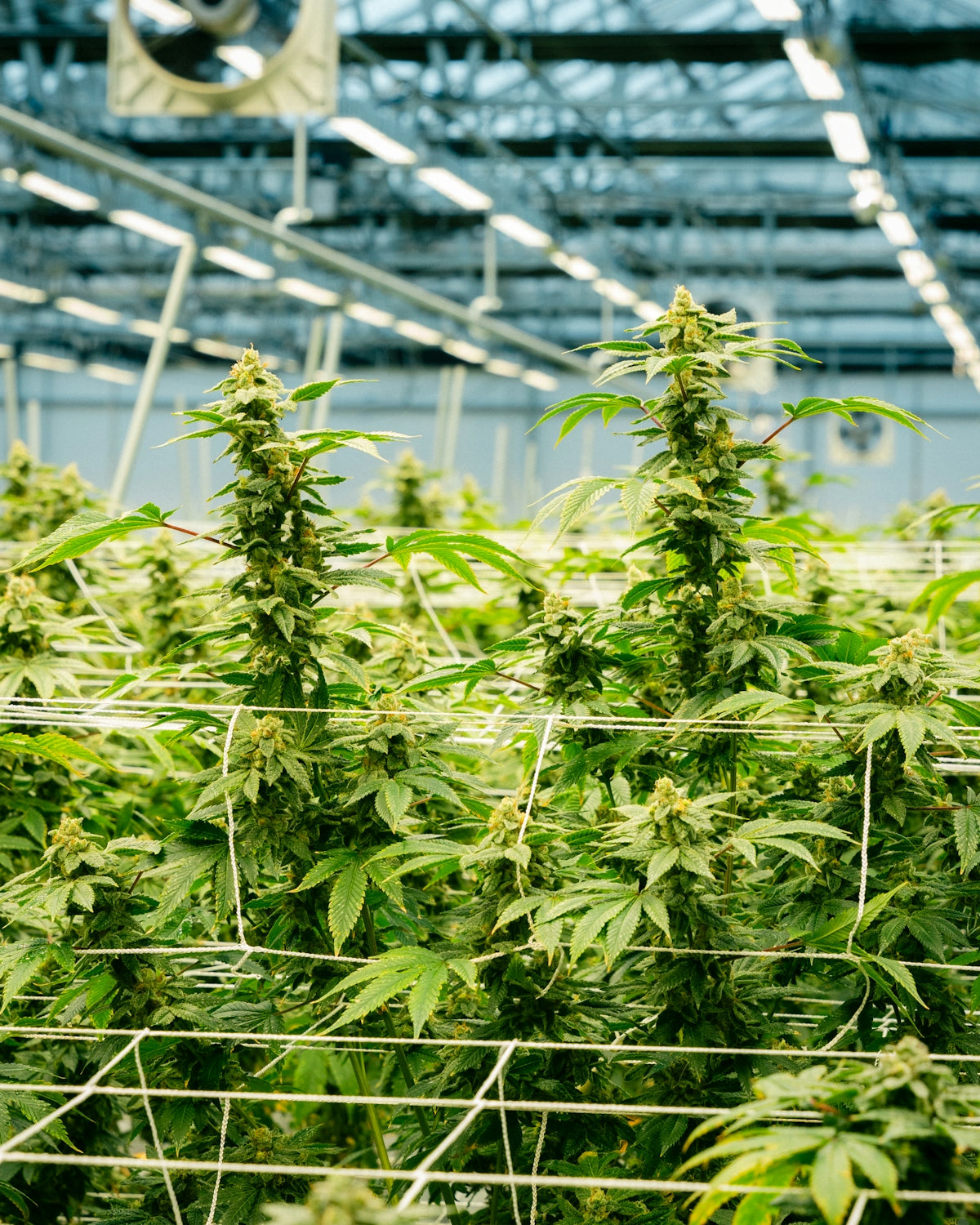 Cannabis plants growing in an industrial greenhouse.