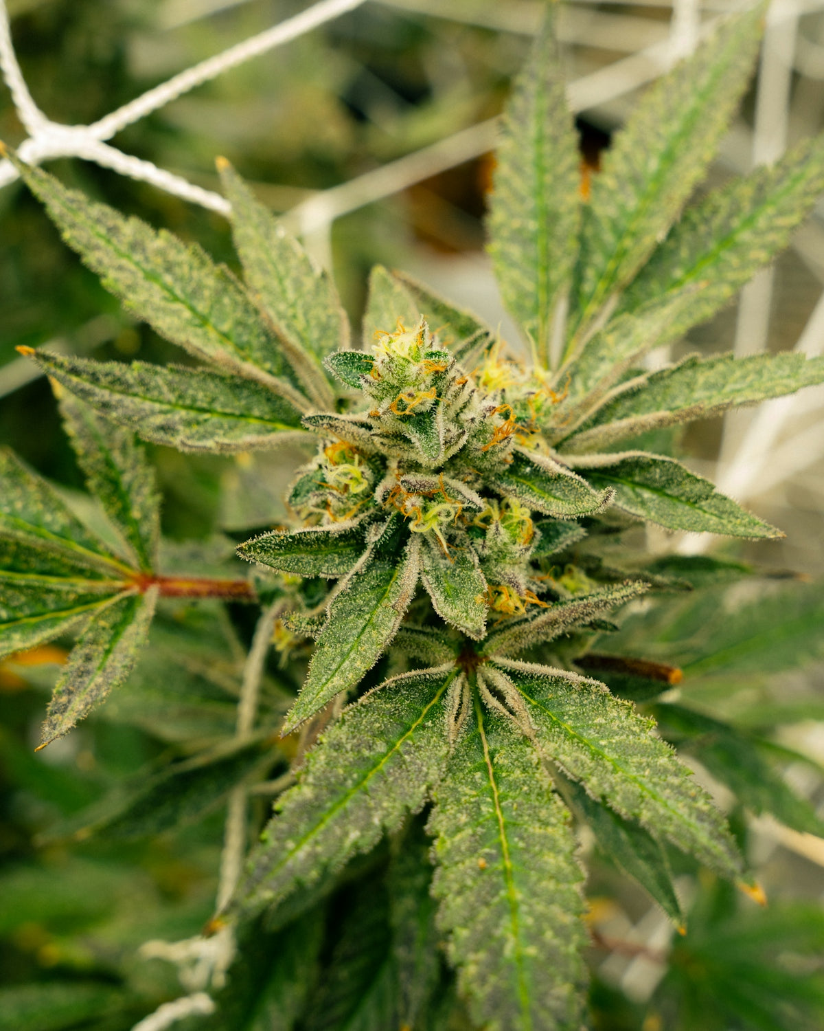 Here's a possible caption: cannabis plant bud growing in a grow room.