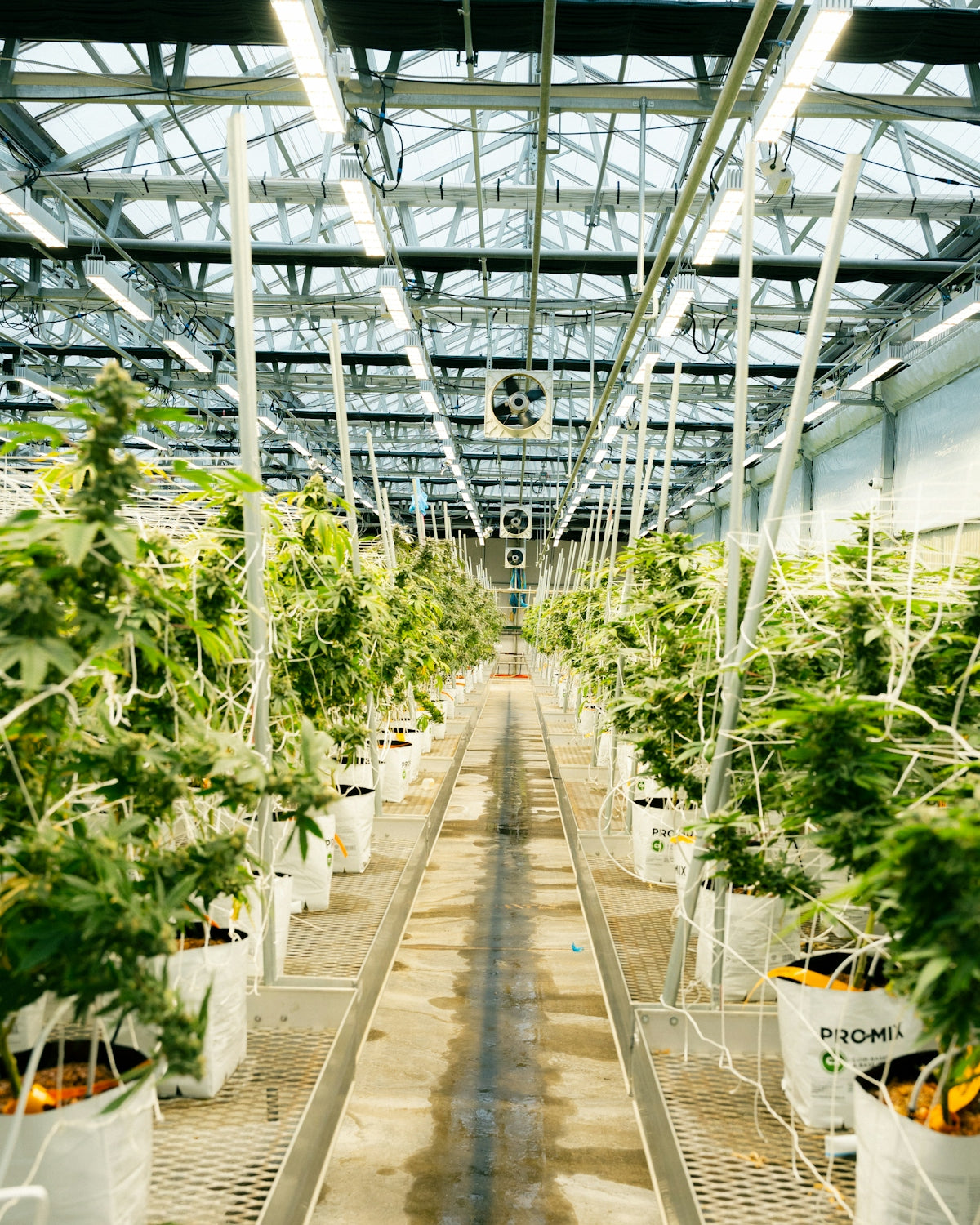 Cannabis plants growing in a large indoor greenhouse.